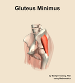 The gluteus minimus muscle of the hip - orientation 16