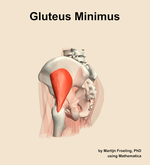The gluteus minimus muscle of the hip - orientation 2