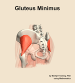 The gluteus minimus muscle of the hip - orientation 3