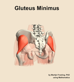 The gluteus minimus muscle of the hip - orientation 4
