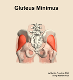 The gluteus minimus muscle of the hip - orientation 5