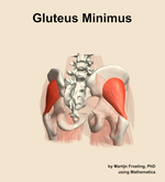 The gluteus minimus muscle of the hip - orientation 6