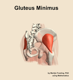 The gluteus minimus muscle of the hip - orientation 7
