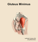 The gluteus minimus muscle of the hip - orientation 8