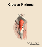 The gluteus minimus muscle of the hip - orientation 9