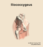 The iliococcygeus muscle of the hip - orientation 10