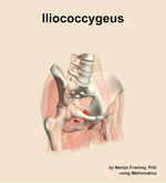 The iliococcygeus muscle of the hip - orientation 11