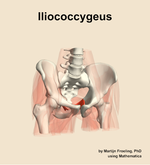 The iliococcygeus muscle of the hip - orientation 12