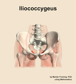 The iliococcygeus muscle of the hip - orientation 13