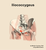 The iliococcygeus muscle of the hip - orientation 14