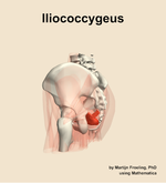 The iliococcygeus muscle of the hip - orientation 2