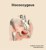 The iliococcygeus muscle of the hip - orientation 3