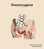 The iliococcygeus muscle of the hip - orientation 6