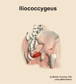The iliococcygeus muscle of the hip - orientation 7