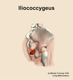 The iliococcygeus muscle of the hip - orientation 8