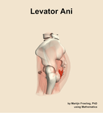 The levator ani muscle of the hip - orientation 1