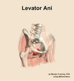 The levator ani muscle of the hip - orientation 11