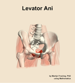 The levator ani muscle of the hip - orientation 12