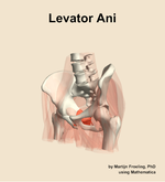 The levator ani muscle of the hip - orientation 15