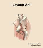 The levator ani muscle of the hip - orientation 16