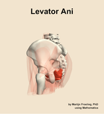 The levator ani muscle of the hip - orientation 2