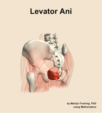 The levator ani muscle of the hip - orientation 3