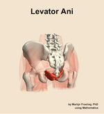 The levator ani muscle of the hip - orientation 4