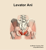The levator ani muscle of the hip - orientation 5