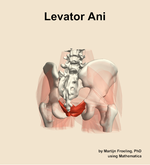 The levator ani muscle of the hip - orientation 6