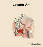 The levator ani muscle of the hip - orientation 7