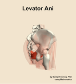 The levator ani muscle of the hip - orientation 8
