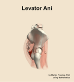 The levator ani muscle of the hip - orientation 9