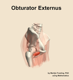 The obturator externus muscle of the hip - orientation 10