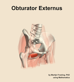 The obturator externus muscle of the hip - orientation 11