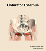 The obturator externus muscle of the hip - orientation 13