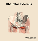 The obturator externus muscle of the hip - orientation 14