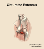 The obturator externus muscle of the hip - orientation 16