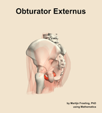 The obturator externus muscle of the hip - orientation 2