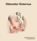 The obturator externus muscle of the hip - orientation 3