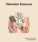 The obturator externus muscle of the hip - orientation 5