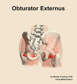 The obturator externus muscle of the hip - orientation 6