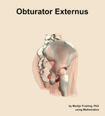 The obturator externus muscle of the hip - orientation 8