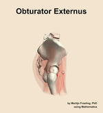 The obturator externus muscle of the hip - orientation 9