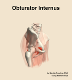 The obturator internus muscle of the hip - orientation 10