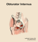 The obturator internus muscle of the hip - orientation 11