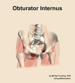 The obturator internus muscle of the hip - orientation 12