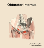 The obturator internus muscle of the hip - orientation 14