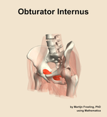The obturator internus muscle of the hip - orientation 15