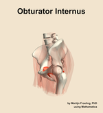 The obturator internus muscle of the hip - orientation 16