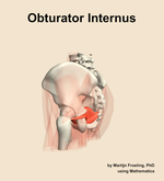 The obturator internus muscle of the hip - orientation 2